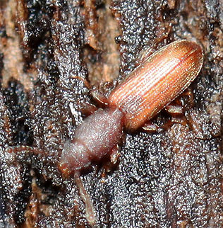 Flat Bark Beetle - Cathartosilvanus imbellis Sorry for the poor photo quality. This is just a species register. 

Habitat: Under sycamore bark; deciduous forest Cathartosilvanus,Cathartosilvanus imbellis,Fall,Geotagged,United States,beetle,flat bark beetle,silvanidae