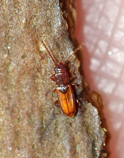 Tiny Beetle - Placonotus zimmermanni Habitat: Under sycamore bark; deciduous forest Fall,Geotagged,Laemophloeidae,Placonotus,Placonotus zimmermanni,United States,beetle,lined flat bark beetle