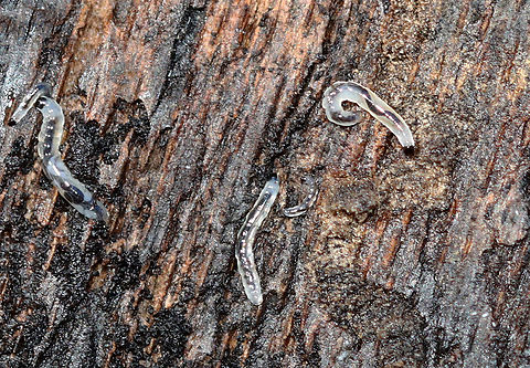 Dark-winged Fungus Gnat Larvae - Family Sciaridae Limbless larvae with black heads and white, semi-translucent bodies through which you can see their digestive tracts.

Habitat: Under sycamore bark; deciduous forest Dark-winged Fungus Gnat Larvae,Fall,Geotagged,Sciaridae,United States,fly larvae,fungus gnat larvae,larva,larvae