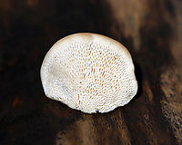 Lumpy Bracket - Trametes gibbosa Habitat: Growing on decorticated sycamore<br />
https://www.jungledragon.com/image/141980/lumpy_bracket_-_trametes_gibbosa.html Fall,Geotagged,Lumpy bracket,Trametes gibbosa,United States,fungus,mushroom,trametes