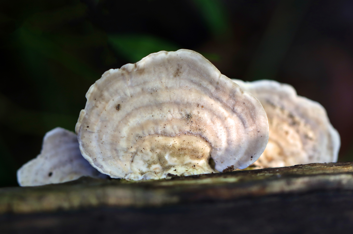 Lumpy Bracket - Trametes gibbosa Habitat: Growing on decorticated sycamore<br />
<figure class="photo"><a href="https://www.jungledragon.com/image/141979/lumpy_bracket_-_trametes_gibbosa.html" title="Lumpy Bracket - Trametes gibbosa"><img src="https://s3.amazonaws.com/media.jungledragon.com/images/3232/141979_thumb.jpg?AWSAccessKeyId=05GMT0V3GWVNE7GGM1R2&Expires=1767225610&Signature=SYyatYv4yWtDcTEAUXfo6f96u74%3D" width="200" height="160" alt="Lumpy Bracket - Trametes gibbosa Habitat: Growing on decorticated sycamore<br />
https://www.jungledragon.com/image/141980/lumpy_bracket_-_trametes_gibbosa.html Fall,Geotagged,Lumpy bracket,Trametes gibbosa,United States,fungus,mushroom,trametes" /></a></figure> Fall,Geotagged,Lumpy bracket,Trametes gibbosa,United States