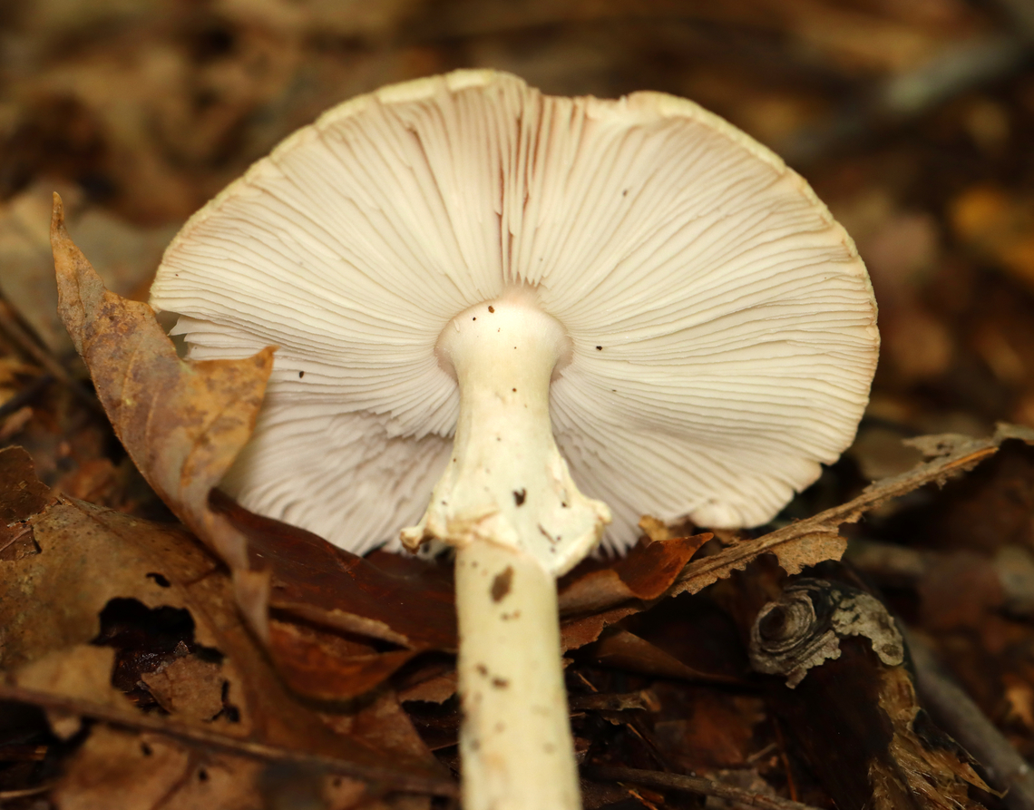 Mushroom - Amanita sp. Habitat: Deciduous forest<br />
<figure class="photo"><a href="https://www.jungledragon.com/image/141982/mushroom_-_amanita_sp.html" title="Mushroom - Amanita sp."><img src="https://s3.amazonaws.com/media.jungledragon.com/images/3232/141982_thumb.jpg?AWSAccessKeyId=05GMT0V3GWVNE7GGM1R2&Expires=1759968010&Signature=N94txx%2BYx9bXKFDlxknhPDnilIU%3D" width="200" height="150" alt="Mushroom - Amanita sp. Habitat: Deciduous forest<br />
https://www.jungledragon.com/image/141981/mushroom_-_amanita_sp.html Fall,Geotagged,United States,amanita,fungus,mushroom" /></a></figure> Fall,Geotagged,United States