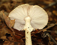 Mushroom - Amanita sp. Habitat: Deciduous forest<br />
https://www.jungledragon.com/image/141982/mushroom_-_amanita_sp.html Fall,Geotagged,United States