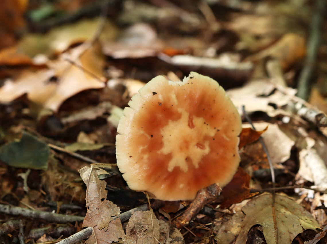 Mushroom - Amanita sp. Habitat: Deciduous forest<br />
<figure class="photo"><a href="https://www.jungledragon.com/image/141981/mushroom_-_amanita_sp.html" title="Mushroom - Amanita sp."><img src="https://s3.amazonaws.com/media.jungledragon.com/images/3232/141981_thumb.jpg?AWSAccessKeyId=05GMT0V3GWVNE7GGM1R2&Expires=1759968010&Signature=3xNdbzPGduBrON2lauzUzOpA%2BT4%3D" width="200" height="158" alt="Mushroom - Amanita sp. Habitat: Deciduous forest<br />
https://www.jungledragon.com/image/141982/mushroom_-_amanita_sp.html Fall,Geotagged,United States" /></a></figure> Fall,Geotagged,United States,amanita,fungus,mushroom