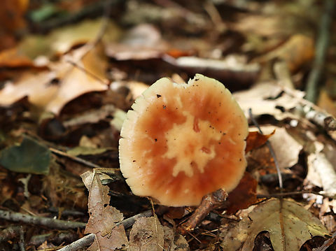 Mushroom - Amanita sp. Habitat: Deciduous forest
https://www.jungledragon.com/image/141981/mushroom_-_amanita_sp.html Fall,Geotagged,United States,amanita,fungus,mushroom