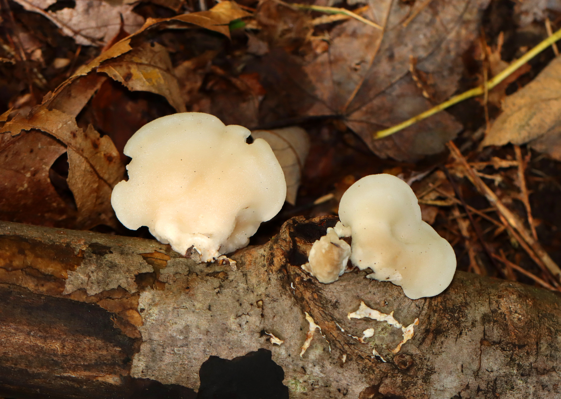 White Cheese Polypore - Tyromyces chioneus The fruiting bodies were soft and smooth, fan-shaped, and whitish. The undersurface had white pores.<br />
<br />
Habitat: Growing on hardwood<br />
<figure class="photo"><a href="https://www.jungledragon.com/image/141984/white_cheese_polypore_-_tyromyces_chioneus.html" title="White Cheese Polypore - Tyromyces chioneus"><img src="https://s3.amazonaws.com/media.jungledragon.com/images/3232/141984_thumb.jpg?AWSAccessKeyId=05GMT0V3GWVNE7GGM1R2&Expires=1759968010&Signature=t41X6jn5JEHvwV8Kb1iVuMlCvI0%3D" width="200" height="154" alt="White Cheese Polypore - Tyromyces chioneus The fruiting bodies were soft and smooth, fan-shaped, and whitish. The undersurface had white pores.<br />
<br />
Habitat: Growing on hardwood<br />
https://www.jungledragon.com/image/141983/white_cheese_polypore_-_tyromyces_chioneus.html Fall,Geotagged,Tyromyces chioneus,United States,White Cheese Polypore" /></a></figure> Fall,Geotagged,Tyromyces,Tyromyces chioneus,United States,White Cheese Polypore,fungus,mushroom,polypore