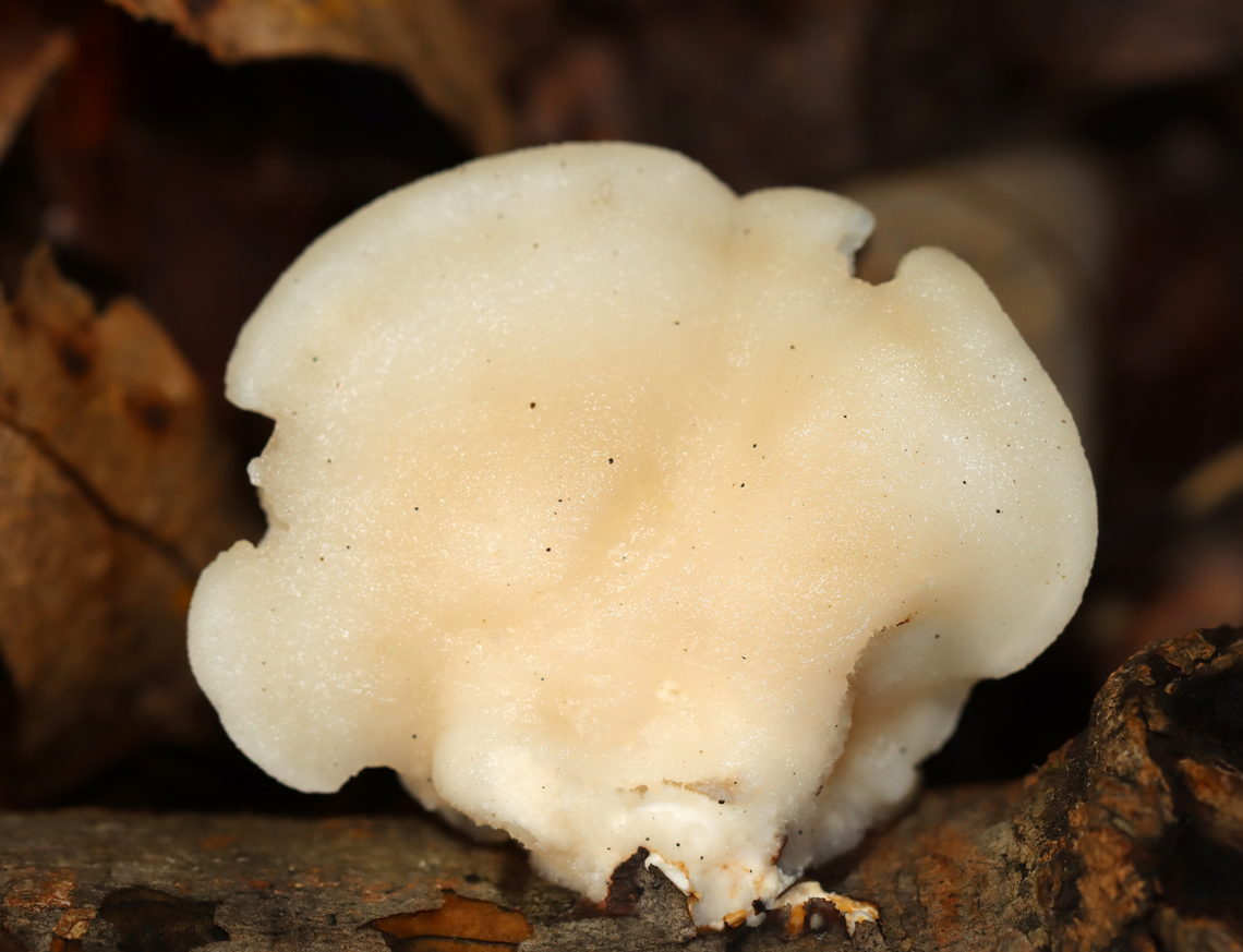 White Cheese Polypore - Tyromyces chioneus The fruiting bodies were soft and smooth, fan-shaped, and whitish. The undersurface had white pores.<br />
<br />
Habitat: Growing on hardwood<br />
<figure class="photo"><a href="https://www.jungledragon.com/image/141983/white_cheese_polypore_-_tyromyces_chioneus.html" title="White Cheese Polypore - Tyromyces chioneus"><img src="https://s3.amazonaws.com/media.jungledragon.com/images/3232/141983_thumb.jpg?AWSAccessKeyId=05GMT0V3GWVNE7GGM1R2&Expires=1759968010&Signature=VB2nnSpz8KiWZq1FPe7kYId%2F2GQ%3D" width="200" height="144" alt="White Cheese Polypore - Tyromyces chioneus The fruiting bodies were soft and smooth, fan-shaped, and whitish. The undersurface had white pores.<br />
<br />
Habitat: Growing on hardwood<br />
https://www.jungledragon.com/image/141984/white_cheese_polypore_-_tyromyces_chioneus.html Fall,Geotagged,Tyromyces,Tyromyces chioneus,United States,White Cheese Polypore,fungus,mushroom,polypore" /></a></figure> Fall,Geotagged,Tyromyces chioneus,United States,White Cheese Polypore
