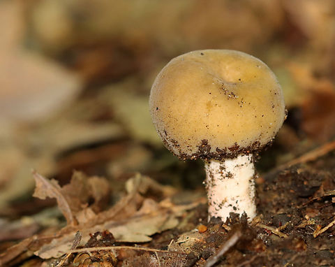 Mushroom - Russula sp.? The cap has a slight fuzzy texture and the stipe had a faint pink blush.

Habitat: Growing on the ground; mostly deciduous forest Agaricaceae,Fall,Geotagged,United States,fungus,mushroom,russula