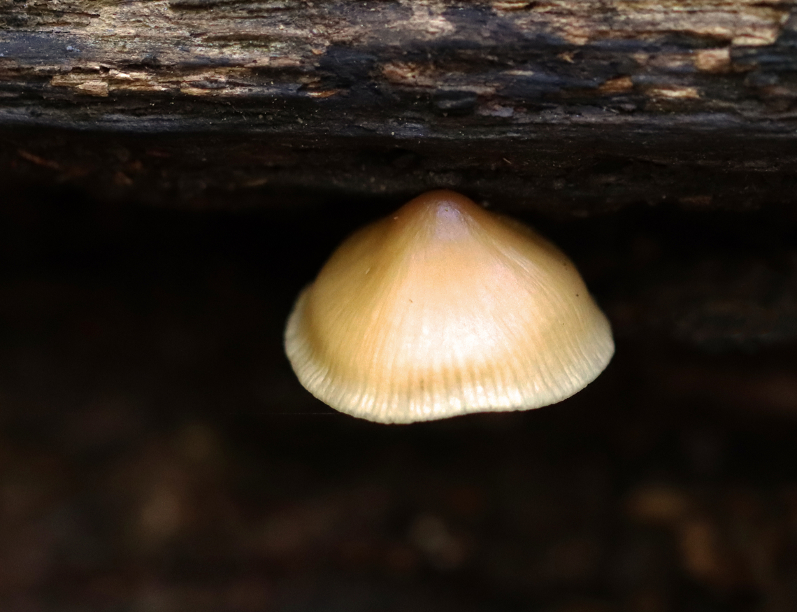 Bonnet Mushroom - Mycena galericulata Habitat: Rotting hardwood; deciduous forest<br />
<figure class="photo"><a href="https://www.jungledragon.com/image/141987/bonnet_mushroom_-_mycena_galericulata.html" title="Bonnet Mushroom - Mycena galericulata"><img src="https://s3.amazonaws.com/media.jungledragon.com/images/3232/141987_thumb.jpg?AWSAccessKeyId=05GMT0V3GWVNE7GGM1R2&Expires=1767225610&Signature=8tUtBIC4Dluyh%2BkZ0z5WtPYYT1M%3D" width="200" height="146" alt="Bonnet Mushroom - Mycena galericulata Habitat: Rotting hardwood; deciduous forest<br />
https://www.jungledragon.com/image/141986/bonnet_mushroom_-_mycena_galericulata.html Fall,Geotagged,Mycena galericulata,Rosy-gill fairy helmet,United States,bonnet mushroom,fungus,mushroom,mycena" /></a></figure> Fall,Geotagged,Mycena galericulata,Rosy-gill fairy helmet,United States