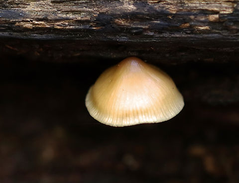 Bonnet Mushroom - Mycena galericulata Habitat: Rotting hardwood; deciduous forest
https://www.jungledragon.com/image/141987/bonnet_mushroom_-_mycena_galericulata.html Fall,Geotagged,Mycena galericulata,Rosy-gill fairy helmet,United States
