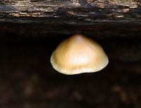Bonnet Mushroom - Mycena galericulata Habitat: Rotting hardwood; deciduous forest<br />
https://www.jungledragon.com/image/141987/bonnet_mushroom_-_mycena_galericulata.html Fall,Geotagged,Mycena galericulata,Rosy-gill fairy helmet,United States