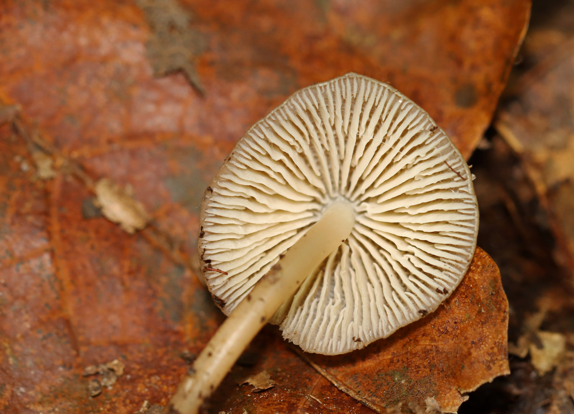 Bonnet Mushroom - Mycena galericulata Habitat: Rotting hardwood; deciduous forest<br />
<figure class="photo"><a href="https://www.jungledragon.com/image/141986/bonnet_mushroom_-_mycena_galericulata.html" title="Bonnet Mushroom - Mycena galericulata"><img src="https://s3.amazonaws.com/media.jungledragon.com/images/3232/141986_thumb.jpg?AWSAccessKeyId=05GMT0V3GWVNE7GGM1R2&Expires=1767225610&Signature=rdPNQHdhWQz6aXAAo2euiJzesKA%3D" width="200" height="154" alt="Bonnet Mushroom - Mycena galericulata Habitat: Rotting hardwood; deciduous forest<br />
https://www.jungledragon.com/image/141987/bonnet_mushroom_-_mycena_galericulata.html Fall,Geotagged,Mycena galericulata,Rosy-gill fairy helmet,United States" /></a></figure> Fall,Geotagged,Mycena galericulata,Rosy-gill fairy helmet,United States,bonnet mushroom,fungus,mushroom,mycena