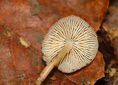 Bonnet Mushroom - Mycena galericulata Habitat: Rotting hardwood; deciduous forest
https://www.jungledragon.com/image/141986/bonnet_mushroom_-_mycena_galericulata.html Fall,Geotagged,Mycena galericulata,Rosy-gill fairy helmet,United States,bonnet mushroom,fungus,mushroom,mycena