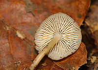 Bonnet Mushroom - Mycena galericulata Habitat: Rotting hardwood; deciduous forest<br />
https://www.jungledragon.com/image/141986/bonnet_mushroom_-_mycena_galericulata.html Fall,Geotagged,Mycena galericulata,Rosy-gill fairy helmet,United States,bonnet mushroom,fungus,mushroom,mycena