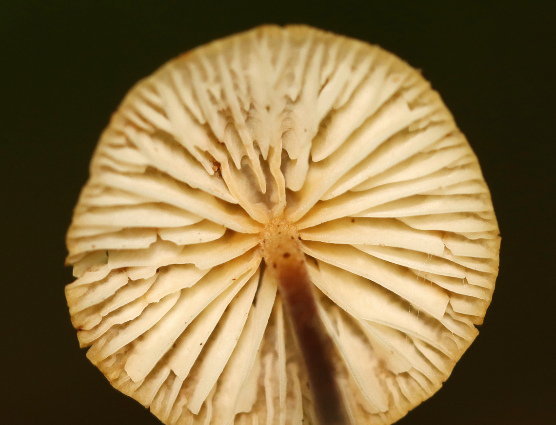 Hairy Long Stem Marasmius - Rhizomarasmius pyrrhocephalus Habitat: Growing on duff; hardwood forest<br />
<figure class="photo"><a href="https://www.jungledragon.com/image/141989/hairy_long_stem_marasmius_-_rhizomarasmius_pyrrhocephalus.html" title="Hairy Long Stem Marasmius - Rhizomarasmius pyrrhocephalus"><img src="https://s3.amazonaws.com/media.jungledragon.com/images/3232/141989_thumb.jpg?AWSAccessKeyId=05GMT0V3GWVNE7GGM1R2&Expires=1767225610&Signature=UkYtAiC8YJRBey75iOUpLaq7ZDE%3D" width="200" height="154" alt="Hairy Long Stem Marasmius - Rhizomarasmius pyrrhocephalus Habitat: Growing on duff; hardwood forest<br />
https://www.jungledragon.com/image/141989/hairy_long_stem_marasmius_-_rhizomarasmius_pyrrhocephalus.html<br />
https://www.jungledragon.com/image/141991/hairy_long_stem_marasmius_-_rhizomarasmius_pyrrhocephalus.html<br />
https://www.jungledragon.com/image/141990/hairy_long_stem_marasmius_-_rhizomarasmius_pyrrhocephalus.html Fall,Geotagged,Hairy Long Stem Marasmius,Rhizomarasmius pyrrhocephalus,United States" /></a></figure><br />
<figure class="photo"><a href="https://www.jungledragon.com/image/141991/hairy_long_stem_marasmius_-_rhizomarasmius_pyrrhocephalus.html" title="Hairy Long Stem Marasmius - Rhizomarasmius pyrrhocephalus"><img src="https://s3.amazonaws.com/media.jungledragon.com/images/3232/141991_thumb.jpg?AWSAccessKeyId=05GMT0V3GWVNE7GGM1R2&Expires=1767225610&Signature=CYY3QzjyTcWfheEoqwgwo48E%2FTc%3D" width="108" height="152" alt="Hairy Long Stem Marasmius - Rhizomarasmius pyrrhocephalus Habitat: Growing on duff; hardwood forest<br />
https://www.jungledragon.com/image/141989/hairy_long_stem_marasmius_-_rhizomarasmius_pyrrhocephalus.html<br />
https://www.jungledragon.com/image/141991/hairy_long_stem_marasmius_-_rhizomarasmius_pyrrhocephalus.html<br />
https://www.jungledragon.com/image/141990/hairy_long_stem_marasmius_-_rhizomarasmius_pyrrhocephalus.html Fall,Geotagged,Hairy Long Stem Marasmius,Rhizomarasmius pyrrhocephalus,United States" /></a></figure><br />
<figure class="photo"><a href="https://www.jungledragon.com/image/141990/hairy_long_stem_marasmius_-_rhizomarasmius_pyrrhocephalus.html" title="Hairy Long Stem Marasmius - Rhizomarasmius pyrrhocephalus"><img src="https://s3.amazonaws.com/media.jungledragon.com/images/3232/141990_thumb.jpg?AWSAccessKeyId=05GMT0V3GWVNE7GGM1R2&Expires=1767225610&Signature=8eAQQrgwz9ElM7RbwWjVvcVaTos%3D" width="120" height="152" alt="Hairy Long Stem Marasmius - Rhizomarasmius pyrrhocephalus Habitat: Growing on duff; hardwood forest<br />
https://www.jungledragon.com/image/141989/hairy_long_stem_marasmius_-_rhizomarasmius_pyrrhocephalus.html<br />
https://www.jungledragon.com/image/141991/hairy_long_stem_marasmius_-_rhizomarasmius_pyrrhocephalus.html<br />
https://www.jungledragon.com/image/141990/hairy_long_stem_marasmius_-_rhizomarasmius_pyrrhocephalus.html Fall,Geotagged,Hairy Long Stem Marasmius,Rhizomarasmius,Rhizomarasmius pyrrhocephalus,United States,fungus,mushroom" /></a></figure> Fall,Geotagged,Hairy Long Stem Marasmius,Rhizomarasmius pyrrhocephalus,United States