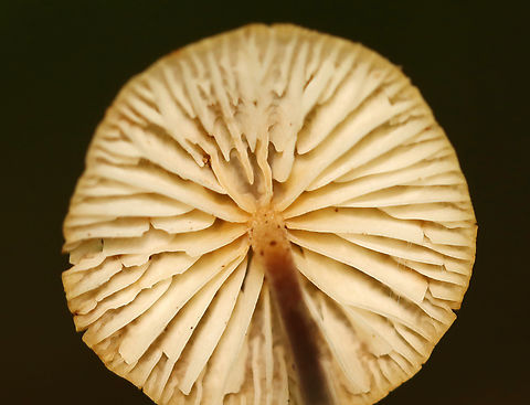 Hairy Long Stem Marasmius - Rhizomarasmius pyrrhocephalus Habitat: Growing on duff; hardwood forest
https://www.jungledragon.com/image/141989/hairy_long_stem_marasmius_-_rhizomarasmius_pyrrhocephalus.html
https://www.jungledragon.com/image/141991/hairy_long_stem_marasmius_-_rhizomarasmius_pyrrhocephalus.html
https://www.jungledragon.com/image/141990/hairy_long_stem_marasmius_-_rhizomarasmius_pyrrhocephalus.html Fall,Geotagged,Hairy Long Stem Marasmius,Rhizomarasmius pyrrhocephalus,United States