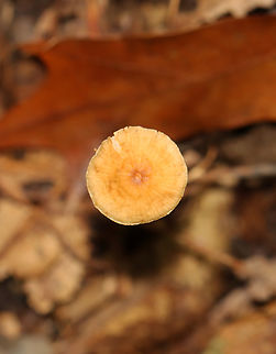 Hairy Long Stem Marasmius - Rhizomarasmius pyrrhocephalus Habitat: Growing on duff; hardwood forest
https://www.jungledragon.com/image/141989/hairy_long_stem_marasmius_-_rhizomarasmius_pyrrhocephalus.html
https://www.jungledragon.com/image/141991/hairy_long_stem_marasmius_-_rhizomarasmius_pyrrhocephalus.html
https://www.jungledragon.com/image/141990/hairy_long_stem_marasmius_-_rhizomarasmius_pyrrhocephalus.html Fall,Geotagged,Hairy Long Stem Marasmius,Rhizomarasmius,Rhizomarasmius pyrrhocephalus,United States,fungus,mushroom
