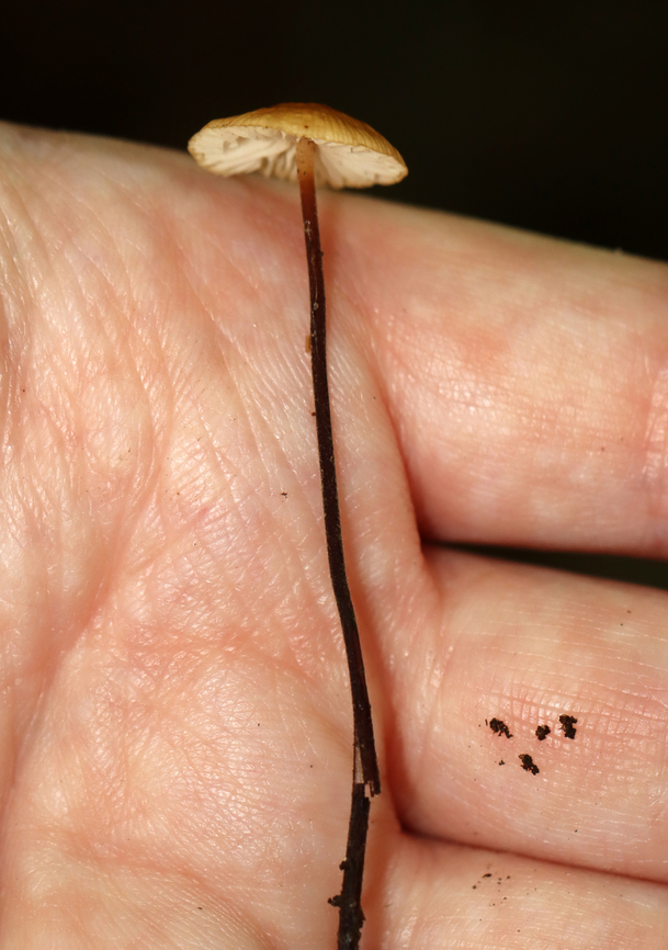 Hairy Long Stem Marasmius - Rhizomarasmius pyrrhocephalus Habitat: Growing on duff; hardwood forest<br />
<figure class="photo"><a href="https://www.jungledragon.com/image/141989/hairy_long_stem_marasmius_-_rhizomarasmius_pyrrhocephalus.html" title="Hairy Long Stem Marasmius - Rhizomarasmius pyrrhocephalus"><img src="https://s3.amazonaws.com/media.jungledragon.com/images/3232/141989_thumb.jpg?AWSAccessKeyId=05GMT0V3GWVNE7GGM1R2&Expires=1767225610&Signature=UkYtAiC8YJRBey75iOUpLaq7ZDE%3D" width="200" height="154" alt="Hairy Long Stem Marasmius - Rhizomarasmius pyrrhocephalus Habitat: Growing on duff; hardwood forest<br />
https://www.jungledragon.com/image/141989/hairy_long_stem_marasmius_-_rhizomarasmius_pyrrhocephalus.html<br />
https://www.jungledragon.com/image/141991/hairy_long_stem_marasmius_-_rhizomarasmius_pyrrhocephalus.html<br />
https://www.jungledragon.com/image/141990/hairy_long_stem_marasmius_-_rhizomarasmius_pyrrhocephalus.html Fall,Geotagged,Hairy Long Stem Marasmius,Rhizomarasmius pyrrhocephalus,United States" /></a></figure><br />
<figure class="photo"><a href="https://www.jungledragon.com/image/141991/hairy_long_stem_marasmius_-_rhizomarasmius_pyrrhocephalus.html" title="Hairy Long Stem Marasmius - Rhizomarasmius pyrrhocephalus"><img src="https://s3.amazonaws.com/media.jungledragon.com/images/3232/141991_thumb.jpg?AWSAccessKeyId=05GMT0V3GWVNE7GGM1R2&Expires=1767225610&Signature=CYY3QzjyTcWfheEoqwgwo48E%2FTc%3D" width="108" height="152" alt="Hairy Long Stem Marasmius - Rhizomarasmius pyrrhocephalus Habitat: Growing on duff; hardwood forest<br />
https://www.jungledragon.com/image/141989/hairy_long_stem_marasmius_-_rhizomarasmius_pyrrhocephalus.html<br />
https://www.jungledragon.com/image/141991/hairy_long_stem_marasmius_-_rhizomarasmius_pyrrhocephalus.html<br />
https://www.jungledragon.com/image/141990/hairy_long_stem_marasmius_-_rhizomarasmius_pyrrhocephalus.html Fall,Geotagged,Hairy Long Stem Marasmius,Rhizomarasmius pyrrhocephalus,United States" /></a></figure><br />
<figure class="photo"><a href="https://www.jungledragon.com/image/141990/hairy_long_stem_marasmius_-_rhizomarasmius_pyrrhocephalus.html" title="Hairy Long Stem Marasmius - Rhizomarasmius pyrrhocephalus"><img src="https://s3.amazonaws.com/media.jungledragon.com/images/3232/141990_thumb.jpg?AWSAccessKeyId=05GMT0V3GWVNE7GGM1R2&Expires=1767225610&Signature=8eAQQrgwz9ElM7RbwWjVvcVaTos%3D" width="120" height="152" alt="Hairy Long Stem Marasmius - Rhizomarasmius pyrrhocephalus Habitat: Growing on duff; hardwood forest<br />
https://www.jungledragon.com/image/141989/hairy_long_stem_marasmius_-_rhizomarasmius_pyrrhocephalus.html<br />
https://www.jungledragon.com/image/141991/hairy_long_stem_marasmius_-_rhizomarasmius_pyrrhocephalus.html<br />
https://www.jungledragon.com/image/141990/hairy_long_stem_marasmius_-_rhizomarasmius_pyrrhocephalus.html Fall,Geotagged,Hairy Long Stem Marasmius,Rhizomarasmius,Rhizomarasmius pyrrhocephalus,United States,fungus,mushroom" /></a></figure> Fall,Geotagged,Hairy Long Stem Marasmius,Rhizomarasmius pyrrhocephalus,United States