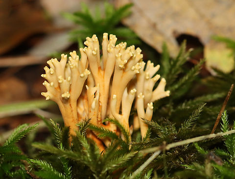 Coral Fungus - Ramaria sp. Might be Ramaria formosa.

Habitat: Growing in moss; mostly deciduous forest Fall,Geotagged,Ramaria,United States,coral fungus,fungus,mushroom