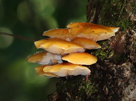Flammulina velutipes? It was growing too high up for me to reach, but it looked like Flammulina velutipes, except that it was growing on eastern hemlock. Flammulina velutipes grows on hardwood.

Habitat: Growing on eastern hemlock; mixed forest
https://www.jungledragon.com/image/142006/flammulina_velutipes.html Enoki,Fall,Flammulina velutipes,Geotagged,United States,fungus,mushroom