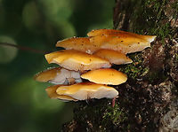 Flammulina velutipes? It was growing too high up for me to reach, but it looked like Flammulina velutipes, except that it was growing on eastern hemlock. Flammulina velutipes grows on hardwood.<br />
<br />
Habitat: Growing on eastern hemlock; mixed forest<br />
https://www.jungledragon.com/image/142006/flammulina_velutipes.html Enoki,Fall,Flammulina velutipes,Geotagged,United States,fungus,mushroom