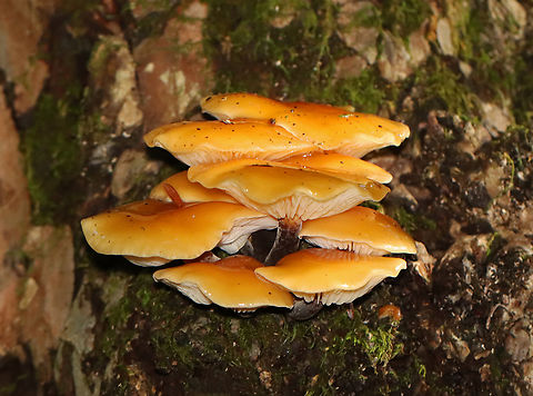 Flammulina velutipes? It was growing too high up for me to reach, but it looked like Flammulina velutipes, except that it was growing on eastern hemlock. Flammulina velutipes grows on hardwood.

Habitat: Growing on eastern hemlock; mixed forest
https://www.jungledragon.com/image/142005/flammulina_velutipes.html Enoki,Fall,Flammulina velutipes,Geotagged,United States