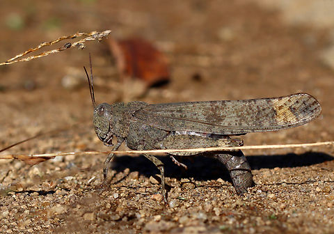 Carolina Grasshopper - Dissosteira carolina Laying eggs :)

Habitat: Meadow edge Carolina grasshopper,Dissosteira,Dissosteira carolina,Fall,Geotagged,Orthoptera,United States,grasshopper