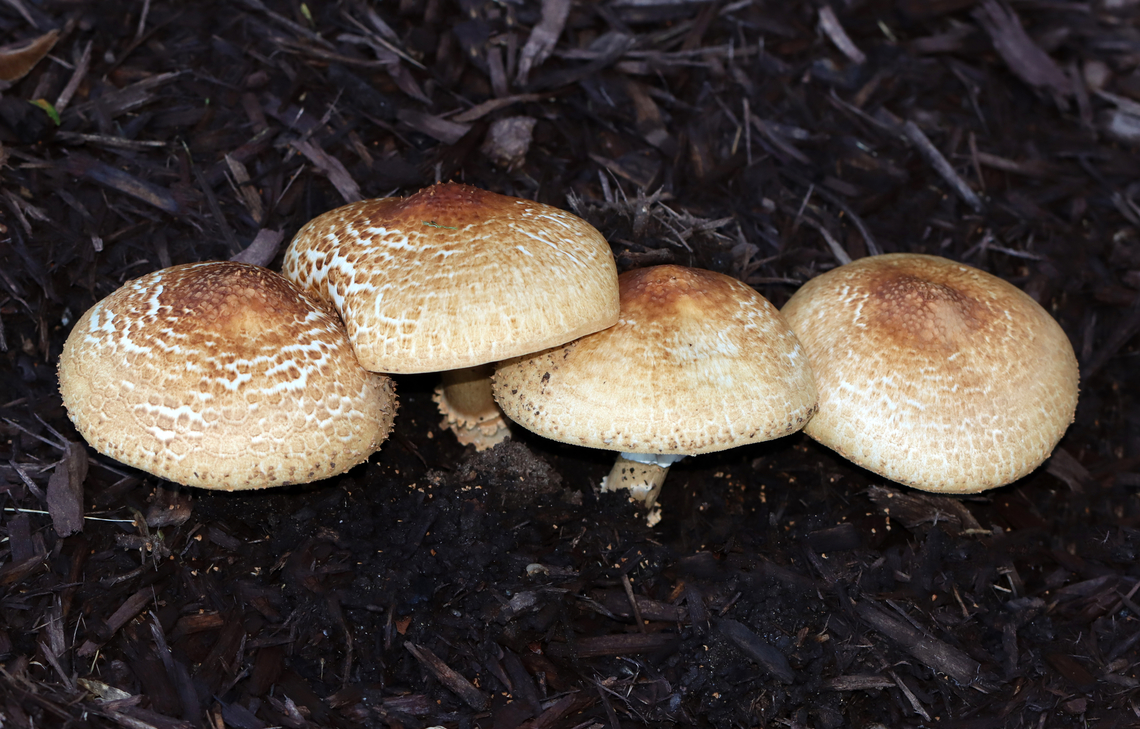 Freckled Dapperling - Echinoderma asperum Habitat: Growing in mulch in a suburban parking lot Echinoderma,Echinoderma asperum,Fall,Freckled Dapperling,Geotagged,Lepiota aspera,United States,fungus,mushroom
