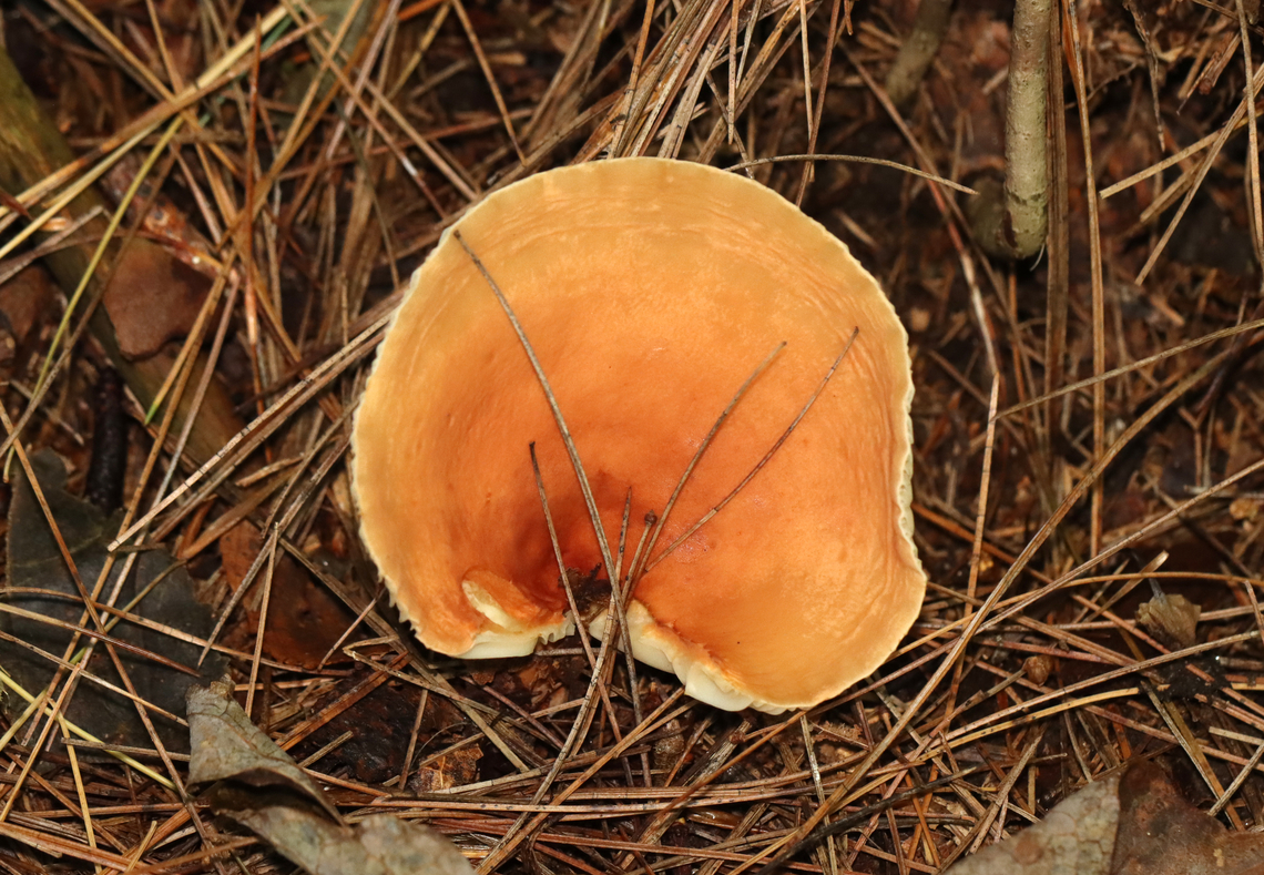 Milk Cap - Lactifluus hygrophoroides Very similar to L. volemus, except that L. hygrophoroides lacks a fishy odor, the latex does not stain, and the gills are distant.<br />
<br />
Habitat: Mixed forest with pine, oak, eastern hemlock, etc.<br />
<figure class="photo"><a href="https://www.jungledragon.com/image/142036/milk_cap_-_lactifluus_hygrophoroides.html" title="Milk Cap - Lactifluus hygrophoroides"><img src="https://s3.amazonaws.com/media.jungledragon.com/images/3232/142036_thumb.jpg?AWSAccessKeyId=05GMT0V3GWVNE7GGM1R2&Expires=1759968010&Signature=xwZjUu4Nw5QCOB5wl5ENBtKDiEc%3D" width="200" height="140" alt="Milk Cap - Lactifluus hygrophoroides Very similar to L. volemus, except that L. hygrophoroides lacks a fishy odor, the latex does not stain, and the gills are distant.<br />
<br />
Habitat: Mixed forest with pine, oak, eastern hemlock, etc.<br />
https://www.jungledragon.com/image/142036/milk_cap_-_lactifluus_hygrophoroides.html<br />
https://www.jungledragon.com/image/142038/milk_cap_-_lactifluus_hygrophoroides.html<br />
https://www.jungledragon.com/image/142037/milk_cap_-_lactifluus_hygrophoroides.html Fall,Geotagged,Lactifluus hygrophoroides,United States" /></a></figure><br />
<figure class="photo"><a href="https://www.jungledragon.com/image/142038/milk_cap_-_lactifluus_hygrophoroides.html" title="Milk Cap - Lactifluus hygrophoroides"><img src="https://s3.amazonaws.com/media.jungledragon.com/images/3232/142038_thumb.jpg?AWSAccessKeyId=05GMT0V3GWVNE7GGM1R2&Expires=1759968010&Signature=WgKhLV41oWZmDxS7cZ1Hn6Q4XIA%3D" width="200" height="136" alt="Milk Cap - Lactifluus hygrophoroides Very similar to L. volemus, except that L. hygrophoroides lacks a fishy odor, the latex does not stain, and the gills are distant.<br />
<br />
Habitat: Mixed forest with pine, oak, eastern hemlock, etc.<br />
https://www.jungledragon.com/image/142036/milk_cap_-_lactifluus_hygrophoroides.html<br />
https://www.jungledragon.com/image/142038/milk_cap_-_lactifluus_hygrophoroides.html<br />
https://www.jungledragon.com/image/142037/milk_cap_-_lactifluus_hygrophoroides.html Fall,Geotagged,Lactifluus,Lactifluus hygrophoroides,United States,fungus,milkcap,mushroom" /></a></figure><br />
<figure class="photo"><a href="https://www.jungledragon.com/image/142037/milk_cap_-_lactifluus_hygrophoroides.html" title="Milk Cap - Lactifluus hygrophoroides"><img src="https://s3.amazonaws.com/media.jungledragon.com/images/3232/142037_thumb.jpg?AWSAccessKeyId=05GMT0V3GWVNE7GGM1R2&Expires=1759968010&Signature=VX%2F2JK26YL257D9%2BfFc8s72Eqq4%3D" width="126" height="152" alt="Milk Cap - Lactifluus hygrophoroides Very similar to L. volemus, except that L. hygrophoroides lacks a fishy odor, the latex does not stain, and the gills are distant.<br />
<br />
Habitat: Mixed forest with pine, oak, eastern hemlock, etc.<br />
https://www.jungledragon.com/image/142036/milk_cap_-_lactifluus_hygrophoroides.html<br />
https://www.jungledragon.com/image/142038/milk_cap_-_lactifluus_hygrophoroides.html<br />
https://www.jungledragon.com/image/142037/milk_cap_-_lactifluus_hygrophoroides.html Fall,Geotagged,Lactifluus hygrophoroides,United States" /></a></figure> Fall,Geotagged,Lactifluus hygrophoroides,United States