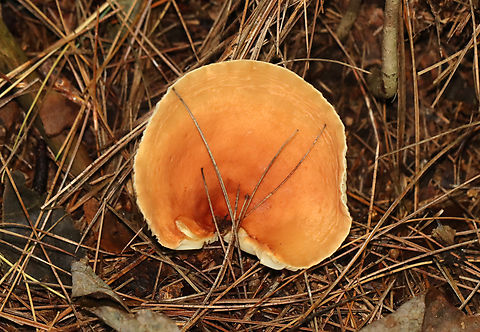 Milk Cap - Lactifluus hygrophoroides Very similar to L. volemus, except that L. hygrophoroides lacks a fishy odor, the latex does not stain, and the gills are distant.

Habitat: Mixed forest with pine, oak, eastern hemlock, etc.
https://www.jungledragon.com/image/142036/milk_cap_-_lactifluus_hygrophoroides.html
https://www.jungledragon.com/image/142038/milk_cap_-_lactifluus_hygrophoroides.html
https://www.jungledragon.com/image/142037/milk_cap_-_lactifluus_hygrophoroides.html Fall,Geotagged,Lactifluus hygrophoroides,United States