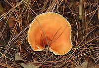 Milk Cap - Lactifluus hygrophoroides Very similar to L. volemus, except that L. hygrophoroides lacks a fishy odor, the latex does not stain, and the gills are distant.<br />
<br />
Habitat: Mixed forest with pine, oak, eastern hemlock, etc.<br />
https://www.jungledragon.com/image/142036/milk_cap_-_lactifluus_hygrophoroides.html<br />
https://www.jungledragon.com/image/142038/milk_cap_-_lactifluus_hygrophoroides.html<br />
https://www.jungledragon.com/image/142037/milk_cap_-_lactifluus_hygrophoroides.html Fall,Geotagged,Lactifluus hygrophoroides,United States