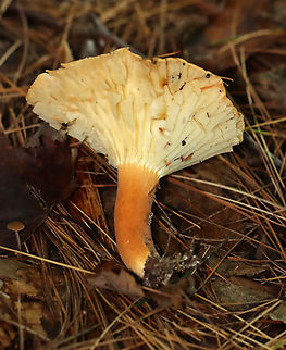 Milk Cap - Lactifluus hygrophoroides Very similar to L. volemus, except that L. hygrophoroides lacks a fishy odor, the latex does not stain, and the gills are distant.

Habitat: Mixed forest with pine, oak, eastern hemlock, etc.
https://www.jungledragon.com/image/142036/milk_cap_-_lactifluus_hygrophoroides.html
https://www.jungledragon.com/image/142038/milk_cap_-_lactifluus_hygrophoroides.html
https://www.jungledragon.com/image/142037/milk_cap_-_lactifluus_hygrophoroides.html Fall,Geotagged,Lactifluus hygrophoroides,United States