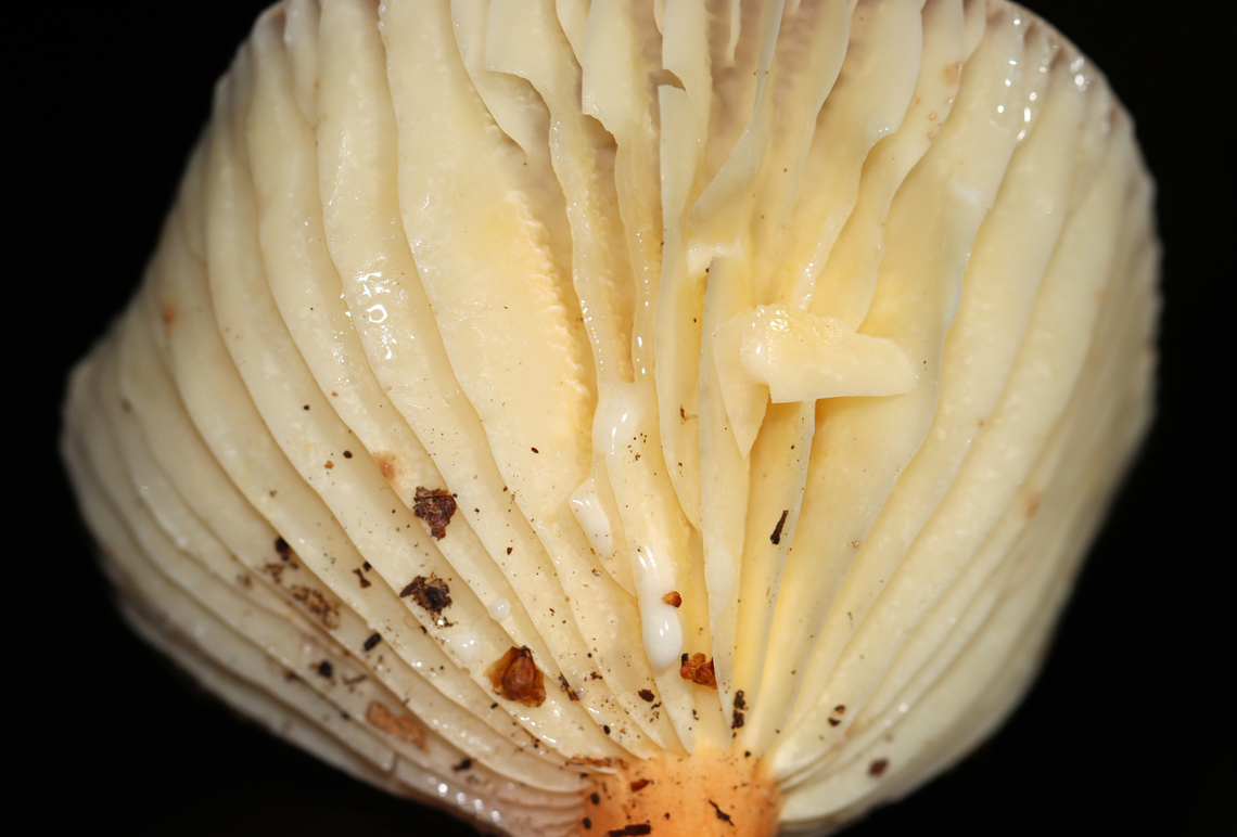 Milk Cap - Lactifluus hygrophoroides Very similar to L. volemus, except that L. hygrophoroides lacks a fishy odor, the latex does not stain, and the gills are distant.<br />
<br />
Habitat: Mixed forest with pine, oak, eastern hemlock, etc.<br />
<figure class="photo"><a href="https://www.jungledragon.com/image/142036/milk_cap_-_lactifluus_hygrophoroides.html" title="Milk Cap - Lactifluus hygrophoroides"><img src="https://s3.amazonaws.com/media.jungledragon.com/images/3232/142036_thumb.jpg?AWSAccessKeyId=05GMT0V3GWVNE7GGM1R2&Expires=1767225610&Signature=q3oxHBwKgZtkldUFaxwXPDT7gMc%3D" width="200" height="140" alt="Milk Cap - Lactifluus hygrophoroides Very similar to L. volemus, except that L. hygrophoroides lacks a fishy odor, the latex does not stain, and the gills are distant.<br />
<br />
Habitat: Mixed forest with pine, oak, eastern hemlock, etc.<br />
https://www.jungledragon.com/image/142036/milk_cap_-_lactifluus_hygrophoroides.html<br />
https://www.jungledragon.com/image/142038/milk_cap_-_lactifluus_hygrophoroides.html<br />
https://www.jungledragon.com/image/142037/milk_cap_-_lactifluus_hygrophoroides.html Fall,Geotagged,Lactifluus hygrophoroides,United States" /></a></figure><br />
<figure class="photo"><a href="https://www.jungledragon.com/image/142038/milk_cap_-_lactifluus_hygrophoroides.html" title="Milk Cap - Lactifluus hygrophoroides"><img src="https://s3.amazonaws.com/media.jungledragon.com/images/3232/142038_thumb.jpg?AWSAccessKeyId=05GMT0V3GWVNE7GGM1R2&Expires=1767225610&Signature=x6NisG3vVNQ22iBKr3TInUny05I%3D" width="200" height="136" alt="Milk Cap - Lactifluus hygrophoroides Very similar to L. volemus, except that L. hygrophoroides lacks a fishy odor, the latex does not stain, and the gills are distant.<br />
<br />
Habitat: Mixed forest with pine, oak, eastern hemlock, etc.<br />
https://www.jungledragon.com/image/142036/milk_cap_-_lactifluus_hygrophoroides.html<br />
https://www.jungledragon.com/image/142038/milk_cap_-_lactifluus_hygrophoroides.html<br />
https://www.jungledragon.com/image/142037/milk_cap_-_lactifluus_hygrophoroides.html Fall,Geotagged,Lactifluus,Lactifluus hygrophoroides,United States,fungus,milkcap,mushroom" /></a></figure><br />
<figure class="photo"><a href="https://www.jungledragon.com/image/142037/milk_cap_-_lactifluus_hygrophoroides.html" title="Milk Cap - Lactifluus hygrophoroides"><img src="https://s3.amazonaws.com/media.jungledragon.com/images/3232/142037_thumb.jpg?AWSAccessKeyId=05GMT0V3GWVNE7GGM1R2&Expires=1767225610&Signature=sC8pSaxJpxqKgc9wNmWqHYkYL5g%3D" width="126" height="152" alt="Milk Cap - Lactifluus hygrophoroides Very similar to L. volemus, except that L. hygrophoroides lacks a fishy odor, the latex does not stain, and the gills are distant.<br />
<br />
Habitat: Mixed forest with pine, oak, eastern hemlock, etc.<br />
https://www.jungledragon.com/image/142036/milk_cap_-_lactifluus_hygrophoroides.html<br />
https://www.jungledragon.com/image/142038/milk_cap_-_lactifluus_hygrophoroides.html<br />
https://www.jungledragon.com/image/142037/milk_cap_-_lactifluus_hygrophoroides.html Fall,Geotagged,Lactifluus hygrophoroides,United States" /></a></figure> Fall,Geotagged,Lactifluus,Lactifluus hygrophoroides,United States,fungus,milkcap,mushroom