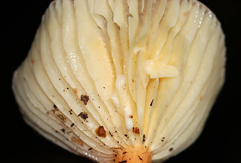 Milk Cap - Lactifluus hygrophoroides Very similar to L. volemus, except that L. hygrophoroides lacks a fishy odor, the latex does not stain, and the gills are distant.

Habitat: Mixed forest with pine, oak, eastern hemlock, etc.
https://www.jungledragon.com/image/142036/milk_cap_-_lactifluus_hygrophoroides.html
https://www.jungledragon.com/image/142038/milk_cap_-_lactifluus_hygrophoroides.html
https://www.jungledragon.com/image/142037/milk_cap_-_lactifluus_hygrophoroides.html Fall,Geotagged,Lactifluus,Lactifluus hygrophoroides,United States,fungus,milkcap,mushroom