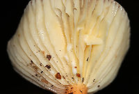Milk Cap - Lactifluus hygrophoroides Very similar to L. volemus, except that L. hygrophoroides lacks a fishy odor, the latex does not stain, and the gills are distant.<br />
<br />
Habitat: Mixed forest with pine, oak, eastern hemlock, etc.<br />
https://www.jungledragon.com/image/142036/milk_cap_-_lactifluus_hygrophoroides.html<br />
https://www.jungledragon.com/image/142038/milk_cap_-_lactifluus_hygrophoroides.html<br />
https://www.jungledragon.com/image/142037/milk_cap_-_lactifluus_hygrophoroides.html Fall,Geotagged,Lactifluus,Lactifluus hygrophoroides,United States,fungus,milkcap,mushroom