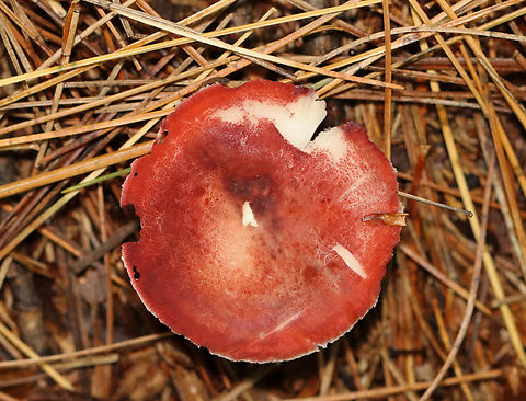 Mushroom - Russula sp. Habitat: Growing on the ground, in a mixed forest, under pine.
https://www.jungledragon.com/image/142041/mushroom_-_russula_sp.html Fall,Geotagged,United States,fungus,mushroom,russula