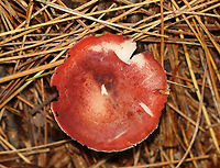 Mushroom - Russula sp. Habitat: Growing on the ground, in a mixed forest, under pine.<br />
https://www.jungledragon.com/image/142041/mushroom_-_russula_sp.html Fall,Geotagged,United States,fungus,mushroom,russula