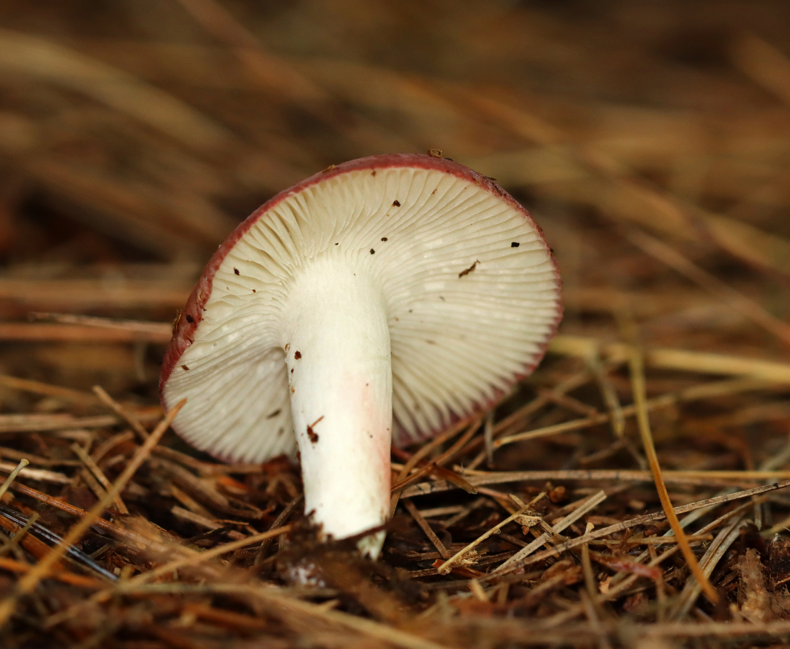 Mushroom - Russula sp. Habitat: Growing on the ground, in a mixed forest, under pine.<br />
<figure class="photo"><a href="https://www.jungledragon.com/image/142040/mushroom_-_russula_sp.html" title="Mushroom - Russula sp."><img src="https://s3.amazonaws.com/media.jungledragon.com/images/3232/142040_thumb.jpg?AWSAccessKeyId=05GMT0V3GWVNE7GGM1R2&Expires=1765411210&Signature=JVwvHOaWpSjWknfQDpr3bWVqgis%3D" width="200" height="154" alt="Mushroom - Russula sp. Habitat: Growing on the ground, in a mixed forest, under pine.<br />
https://www.jungledragon.com/image/142041/mushroom_-_russula_sp.html Fall,Geotagged,United States,fungus,mushroom,russula" /></a></figure> Fall,Geotagged,United States