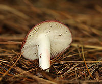 Mushroom - Russula sp. Habitat: Growing on the ground, in a mixed forest, under pine.<br />
https://www.jungledragon.com/image/142040/mushroom_-_russula_sp.html Fall,Geotagged,United States
