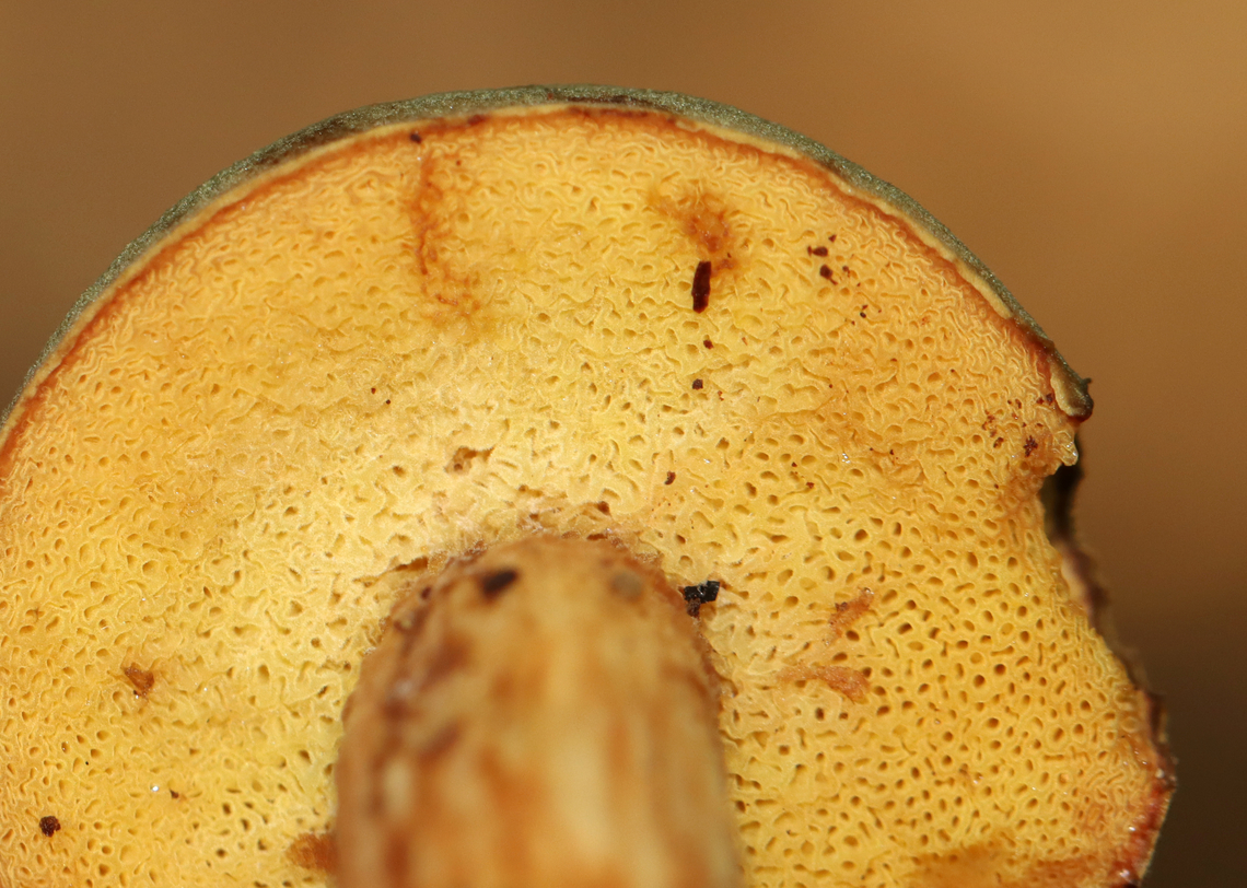Bolete - Xerocomus ferrugineus *Species ID is tentative<br />
<br />
Cap was convex, velvety, olive-brown; Pores were xerocomoid, yellow, and did not bruise blue; long stipe with a pinched base.<br />
<br />
Habitat: Growing on the ground in a mixed forest<br />
<figure class="photo"><a href="https://www.jungledragon.com/image/142082/bolete_-_xerocomus_ferrugineus.html" title="Bolete - Xerocomus ferrugineus"><img src="https://s3.amazonaws.com/media.jungledragon.com/images/3232/142082_thumb.jpg?AWSAccessKeyId=05GMT0V3GWVNE7GGM1R2&Expires=1767225610&Signature=FmngdxSxBQ2nEMYBV%2B1v6iYvRFM%3D" width="200" height="144" alt="Bolete - Xerocomus ferrugineus *Species ID is tentative<br />
<br />
Cap was convex, velvety, olive-brown; Pores were xerocomoid, yellow, and did not bruise blue; long stipe with a pinched base.<br />
<br />
Habitat: Growing on the ground in a mixed forest<br />
https://www.jungledragon.com/image/142082/bolete_-_xerocomus_ferrugineus.html<br />
https://www.jungledragon.com/image/142084/bolete_-_xerocomus_ferrugineus.html<br />
https://www.jungledragon.com/image/142083/bolete_-_xerocomus_ferrugineus.html Fall,Geotagged,United States,Xerocomus ferrugineus" /></a></figure><br />
<figure class="photo"><a href="https://www.jungledragon.com/image/142084/bolete_-_xerocomus_ferrugineus.html" title="Bolete - Xerocomus ferrugineus"><img src="https://s3.amazonaws.com/media.jungledragon.com/images/3232/142084_thumb.jpg?AWSAccessKeyId=05GMT0V3GWVNE7GGM1R2&Expires=1767225610&Signature=CDjXX6J%2BR2ImzDxymLAHVl%2FZ3A0%3D" width="200" height="144" alt="Bolete - Xerocomus ferrugineus *Species ID is tentative<br />
<br />
Cap was convex, velvety, olive-brown; Pores were xerocomoid, yellow, and did not bruise blue; long stipe with a pinched base.<br />
<br />
Habitat: Growing on the ground in a mixed forest<br />
https://www.jungledragon.com/image/142082/bolete_-_xerocomus_ferrugineus.html<br />
https://www.jungledragon.com/image/142084/bolete_-_xerocomus_ferrugineus.html<br />
https://www.jungledragon.com/image/142083/bolete_-_xerocomus_ferrugineus.html Fall,Geotagged,United States,Xerocomus ferrugineus" /></a></figure><br />
<figure class="photo"><a href="https://www.jungledragon.com/image/142083/bolete_-_xerocomus_ferrugineus.html" title="Bolete - Xerocomus ferrugineus"><img src="https://s3.amazonaws.com/media.jungledragon.com/images/3232/142083_thumb.jpg?AWSAccessKeyId=05GMT0V3GWVNE7GGM1R2&Expires=1767225610&Signature=uhB84upS01xoCNFI7CFvTj7XtVg%3D" width="122" height="152" alt="Bolete - Xerocomus ferrugineus *Species ID is tentative<br />
<br />
Cap was convex, velvety, olive-brown; Pores were xerocomoid, yellow, and did not bruise blue; long stipe with a pinched base.<br />
<br />
Habitat: Growing on the ground in a mixed forest<br />
https://www.jungledragon.com/image/142082/bolete_-_xerocomus_ferrugineus.html<br />
https://www.jungledragon.com/image/142084/bolete_-_xerocomus_ferrugineus.html<br />
https://www.jungledragon.com/image/142083/bolete_-_xerocomus_ferrugineus.html<br />
 Fall,Geotagged,United States,Xerocomus,Xerocomus ferrugineus,bolete,fungus,mushroom" /></a></figure> Fall,Geotagged,United States,Xerocomus ferrugineus