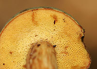 Bolete - Xerocomus ferrugineus *Species ID is tentative<br />
<br />
Cap was convex, velvety, olive-brown; Pores were xerocomoid, yellow, and did not bruise blue; long stipe with a pinched base.<br />
<br />
Habitat: Growing on the ground in a mixed forest<br />
https://www.jungledragon.com/image/142082/bolete_-_xerocomus_ferrugineus.html<br />
https://www.jungledragon.com/image/142084/bolete_-_xerocomus_ferrugineus.html<br />
https://www.jungledragon.com/image/142083/bolete_-_xerocomus_ferrugineus.html Fall,Geotagged,United States,Xerocomus ferrugineus