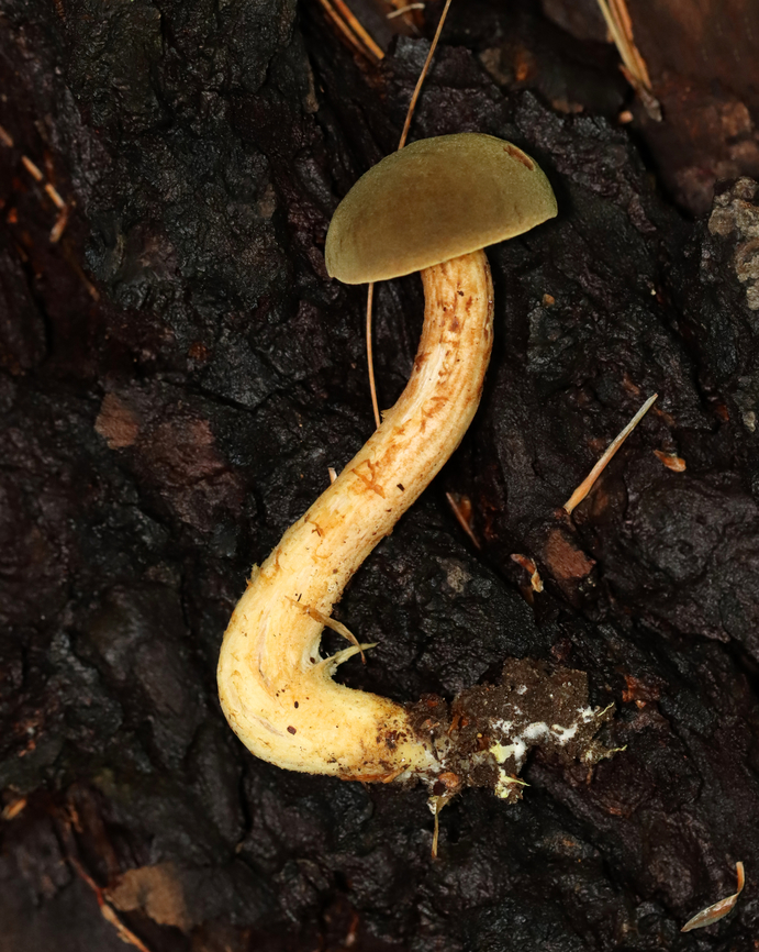 Bolete - Xerocomus ferrugineus *Species ID is tentative<br />
<br />
Cap was convex, velvety, olive-brown; Pores were xerocomoid, yellow, and did not bruise blue; long stipe with a pinched base.<br />
<br />
Habitat: Growing on the ground in a mixed forest<br />
<figure class="photo"><a href="https://www.jungledragon.com/image/142082/bolete_-_xerocomus_ferrugineus.html" title="Bolete - Xerocomus ferrugineus"><img src="https://s3.amazonaws.com/media.jungledragon.com/images/3232/142082_thumb.jpg?AWSAccessKeyId=05GMT0V3GWVNE7GGM1R2&Expires=1759968010&Signature=Io3r6fFZiXQaya3JVwvmNEM%2BznE%3D" width="200" height="144" alt="Bolete - Xerocomus ferrugineus *Species ID is tentative<br />
<br />
Cap was convex, velvety, olive-brown; Pores were xerocomoid, yellow, and did not bruise blue; long stipe with a pinched base.<br />
<br />
Habitat: Growing on the ground in a mixed forest<br />
https://www.jungledragon.com/image/142082/bolete_-_xerocomus_ferrugineus.html<br />
https://www.jungledragon.com/image/142084/bolete_-_xerocomus_ferrugineus.html<br />
https://www.jungledragon.com/image/142083/bolete_-_xerocomus_ferrugineus.html Fall,Geotagged,United States,Xerocomus ferrugineus" /></a></figure><br />
<figure class="photo"><a href="https://www.jungledragon.com/image/142084/bolete_-_xerocomus_ferrugineus.html" title="Bolete - Xerocomus ferrugineus"><img src="https://s3.amazonaws.com/media.jungledragon.com/images/3232/142084_thumb.jpg?AWSAccessKeyId=05GMT0V3GWVNE7GGM1R2&Expires=1759968010&Signature=T1UTfRAne9f0PxvLryGyBc8BTp8%3D" width="200" height="144" alt="Bolete - Xerocomus ferrugineus *Species ID is tentative<br />
<br />
Cap was convex, velvety, olive-brown; Pores were xerocomoid, yellow, and did not bruise blue; long stipe with a pinched base.<br />
<br />
Habitat: Growing on the ground in a mixed forest<br />
https://www.jungledragon.com/image/142082/bolete_-_xerocomus_ferrugineus.html<br />
https://www.jungledragon.com/image/142084/bolete_-_xerocomus_ferrugineus.html<br />
https://www.jungledragon.com/image/142083/bolete_-_xerocomus_ferrugineus.html Fall,Geotagged,United States,Xerocomus ferrugineus" /></a></figure><br />
<figure class="photo"><a href="https://www.jungledragon.com/image/142083/bolete_-_xerocomus_ferrugineus.html" title="Bolete - Xerocomus ferrugineus"><img src="https://s3.amazonaws.com/media.jungledragon.com/images/3232/142083_thumb.jpg?AWSAccessKeyId=05GMT0V3GWVNE7GGM1R2&Expires=1759968010&Signature=BkePDd%2B1D9CarddfiBB5dhZEpvc%3D" width="122" height="152" alt="Bolete - Xerocomus ferrugineus *Species ID is tentative<br />
<br />
Cap was convex, velvety, olive-brown; Pores were xerocomoid, yellow, and did not bruise blue; long stipe with a pinched base.<br />
<br />
Habitat: Growing on the ground in a mixed forest<br />
https://www.jungledragon.com/image/142082/bolete_-_xerocomus_ferrugineus.html<br />
https://www.jungledragon.com/image/142084/bolete_-_xerocomus_ferrugineus.html<br />
https://www.jungledragon.com/image/142083/bolete_-_xerocomus_ferrugineus.html<br />
 Fall,Geotagged,United States,Xerocomus,Xerocomus ferrugineus,bolete,fungus,mushroom" /></a></figure><br />
 Fall,Geotagged,United States,Xerocomus,Xerocomus ferrugineus,bolete,fungus,mushroom