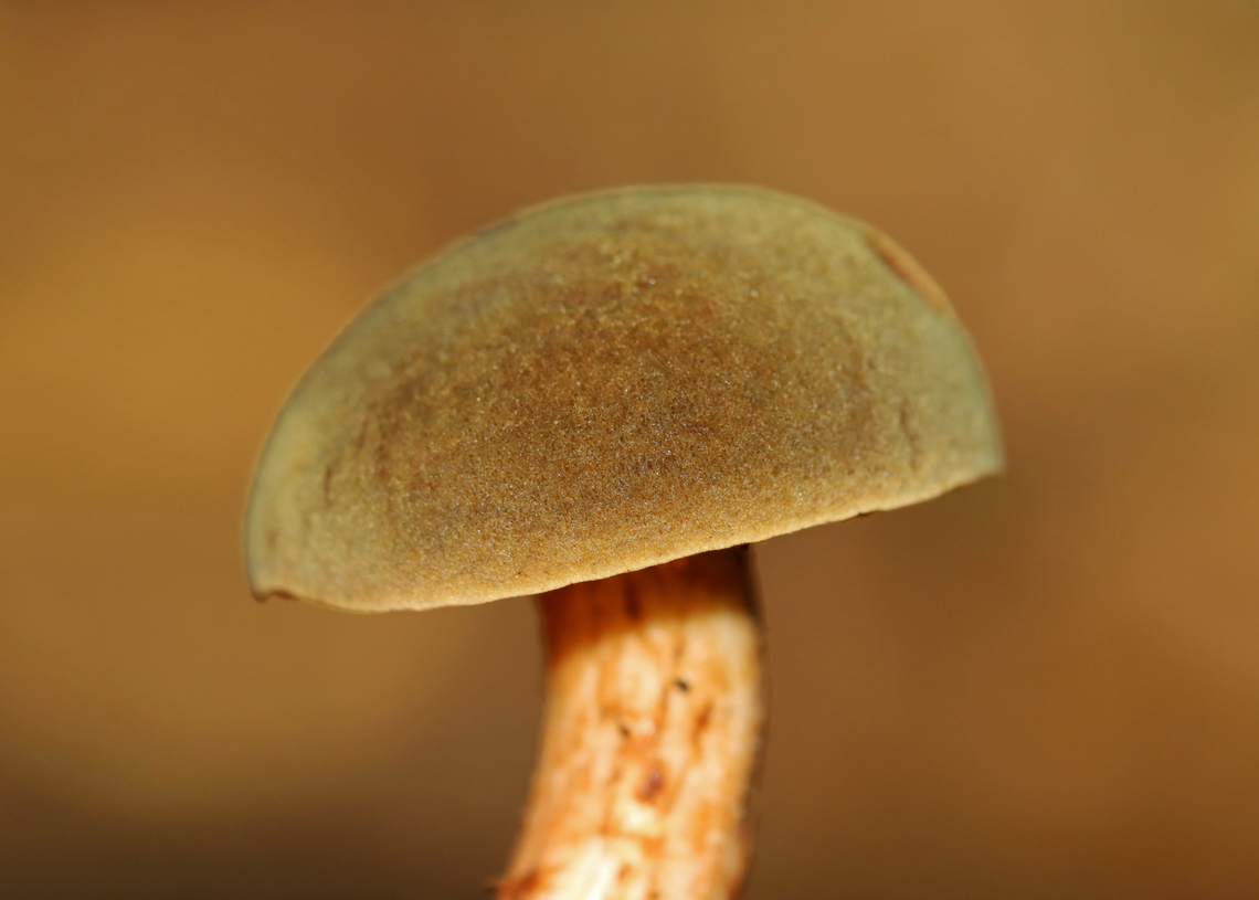 Bolete - Xerocomus ferrugineus *Species ID is tentative<br />
<br />
Cap was convex, velvety, olive-brown; Pores were xerocomoid, yellow, and did not bruise blue; long stipe with a pinched base.<br />
<br />
Habitat: Growing on the ground in a mixed forest<br />
<figure class="photo"><a href="https://www.jungledragon.com/image/142082/bolete_-_xerocomus_ferrugineus.html" title="Bolete - Xerocomus ferrugineus"><img src="https://s3.amazonaws.com/media.jungledragon.com/images/3232/142082_thumb.jpg?AWSAccessKeyId=05GMT0V3GWVNE7GGM1R2&Expires=1759968010&Signature=Io3r6fFZiXQaya3JVwvmNEM%2BznE%3D" width="200" height="144" alt="Bolete - Xerocomus ferrugineus *Species ID is tentative<br />
<br />
Cap was convex, velvety, olive-brown; Pores were xerocomoid, yellow, and did not bruise blue; long stipe with a pinched base.<br />
<br />
Habitat: Growing on the ground in a mixed forest<br />
https://www.jungledragon.com/image/142082/bolete_-_xerocomus_ferrugineus.html<br />
https://www.jungledragon.com/image/142084/bolete_-_xerocomus_ferrugineus.html<br />
https://www.jungledragon.com/image/142083/bolete_-_xerocomus_ferrugineus.html Fall,Geotagged,United States,Xerocomus ferrugineus" /></a></figure><br />
<figure class="photo"><a href="https://www.jungledragon.com/image/142084/bolete_-_xerocomus_ferrugineus.html" title="Bolete - Xerocomus ferrugineus"><img src="https://s3.amazonaws.com/media.jungledragon.com/images/3232/142084_thumb.jpg?AWSAccessKeyId=05GMT0V3GWVNE7GGM1R2&Expires=1759968010&Signature=T1UTfRAne9f0PxvLryGyBc8BTp8%3D" width="200" height="144" alt="Bolete - Xerocomus ferrugineus *Species ID is tentative<br />
<br />
Cap was convex, velvety, olive-brown; Pores were xerocomoid, yellow, and did not bruise blue; long stipe with a pinched base.<br />
<br />
Habitat: Growing on the ground in a mixed forest<br />
https://www.jungledragon.com/image/142082/bolete_-_xerocomus_ferrugineus.html<br />
https://www.jungledragon.com/image/142084/bolete_-_xerocomus_ferrugineus.html<br />
https://www.jungledragon.com/image/142083/bolete_-_xerocomus_ferrugineus.html Fall,Geotagged,United States,Xerocomus ferrugineus" /></a></figure><br />
<figure class="photo"><a href="https://www.jungledragon.com/image/142083/bolete_-_xerocomus_ferrugineus.html" title="Bolete - Xerocomus ferrugineus"><img src="https://s3.amazonaws.com/media.jungledragon.com/images/3232/142083_thumb.jpg?AWSAccessKeyId=05GMT0V3GWVNE7GGM1R2&Expires=1759968010&Signature=BkePDd%2B1D9CarddfiBB5dhZEpvc%3D" width="122" height="152" alt="Bolete - Xerocomus ferrugineus *Species ID is tentative<br />
<br />
Cap was convex, velvety, olive-brown; Pores were xerocomoid, yellow, and did not bruise blue; long stipe with a pinched base.<br />
<br />
Habitat: Growing on the ground in a mixed forest<br />
https://www.jungledragon.com/image/142082/bolete_-_xerocomus_ferrugineus.html<br />
https://www.jungledragon.com/image/142084/bolete_-_xerocomus_ferrugineus.html<br />
https://www.jungledragon.com/image/142083/bolete_-_xerocomus_ferrugineus.html<br />
 Fall,Geotagged,United States,Xerocomus,Xerocomus ferrugineus,bolete,fungus,mushroom" /></a></figure> Fall,Geotagged,United States,Xerocomus ferrugineus