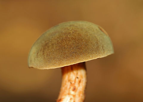 Bolete - Xerocomus ferrugineus *Species ID is tentative

Cap was convex, velvety, olive-brown; Pores were xerocomoid, yellow, and did not bruise blue; long stipe with a pinched base.

Habitat: Growing on the ground in a mixed forest
https://www.jungledragon.com/image/142082/bolete_-_xerocomus_ferrugineus.html
https://www.jungledragon.com/image/142084/bolete_-_xerocomus_ferrugineus.html
https://www.jungledragon.com/image/142083/bolete_-_xerocomus_ferrugineus.html Fall,Geotagged,United States,Xerocomus ferrugineus