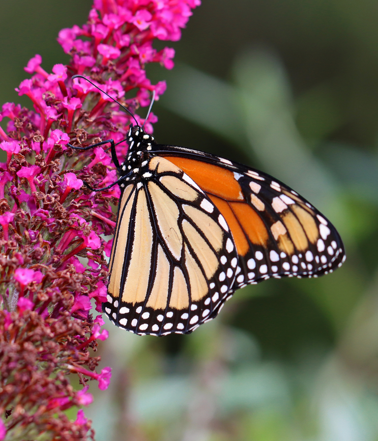 Monarch - Danaus plexippus Habitat: Garden<br />
<figure class="photo"><a href="https://www.jungledragon.com/image/142087/monarch_-_danaus_plexippus.html" title="Monarch - Danaus plexippus"><img src="https://s3.amazonaws.com/media.jungledragon.com/images/3232/142087_thumb.jpg?AWSAccessKeyId=05GMT0V3GWVNE7GGM1R2&Expires=1770854410&Signature=XMDOcWF%2Be3CvlH0OALyP7yk%2F6jo%3D" width="200" height="160" alt="Monarch - Danaus plexippus Habitat: Garden<br />
https://www.jungledragon.com/image/142086/monarch_-_danaus_plexippus.html Danaus plexippus,Geotagged,Monarch butterfly,Summer,United States,butterfly,danaus,monarch" /></a></figure> Danaus plexippus,Geotagged,Monarch butterfly,Summer,United States