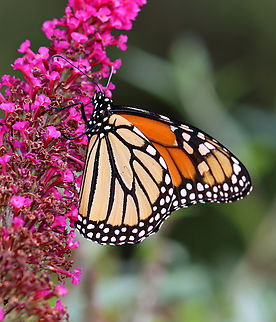 Monarch - Danaus plexippus Habitat: Garden
https://www.jungledragon.com/image/142087/monarch_-_danaus_plexippus.html Danaus plexippus,Geotagged,Monarch butterfly,Summer,United States