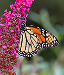 Monarch - Danaus plexippus Habitat: Garden<br />
https://www.jungledragon.com/image/142087/monarch_-_danaus_plexippus.html Danaus plexippus,Geotagged,Monarch butterfly,Summer,United States