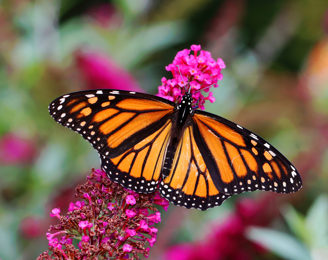 Monarch - Danaus plexippus Habitat: Garden<br />
<figure class="photo"><a href="https://www.jungledragon.com/image/142086/monarch_-_danaus_plexippus.html" title="Monarch - Danaus plexippus"><img src="https://s3.amazonaws.com/media.jungledragon.com/images/3232/142086_thumb.jpg?AWSAccessKeyId=05GMT0V3GWVNE7GGM1R2&Expires=1759968010&Signature=ipE1ZplhiEIYOOEceC5HScSPN8U%3D" width="132" height="152" alt="Monarch - Danaus plexippus Habitat: Garden<br />
https://www.jungledragon.com/image/142087/monarch_-_danaus_plexippus.html Danaus plexippus,Geotagged,Monarch butterfly,Summer,United States" /></a></figure> Danaus plexippus,Geotagged,Monarch butterfly,Summer,United States,butterfly,danaus,monarch