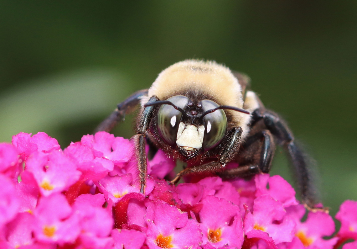 Eastern Carpenter Bee (Male) - Xylocopa virginica They are large bees with a black, hairless abdomen. They have yellow fuzz on the thorax, and males have a white/yellow face.<br />
<br />
The male bees are unable to sting, but they are the ones most frequently seen. They hover near their nests and will dart after anything that ventures into their territory. Carpenter bees do not actually eat wood, but they do excavate tunnels for shelter and as chambers to rear their young. This tunneling can cause damage to buildings.<br />
<br />
Habitat: Garden Eastern Carpenter Bee,Geotagged,Summer,United States,Xylocopa,Xylocopa virginica,bee,carpenter bee