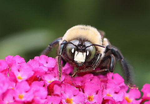Eastern Carpenter Bee (Male) - Xylocopa virginica They are large bees with a black, hairless abdomen. They have yellow fuzz on the thorax, and males have a white/yellow face.

The male bees are unable to sting, but they are the ones most frequently seen. They hover near their nests and will dart after anything that ventures into their territory. Carpenter bees do not actually eat wood, but they do excavate tunnels for shelter and as chambers to rear their young. This tunneling can cause damage to buildings.

Habitat: Garden Eastern Carpenter Bee,Geotagged,Summer,United States,Xylocopa,Xylocopa virginica,bee,carpenter bee